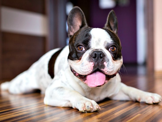 Renting In SF: How Much More Do You Have To Pay For A Dog-Friendly Apartment In Pac Heights?