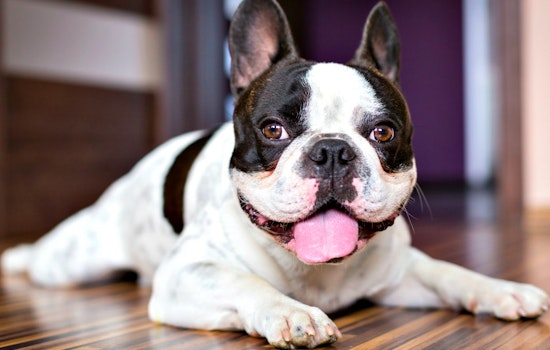 Renting In SF: How Much More Do You Have To Pay For A Dog-Friendly Apartment In Pac Heights?