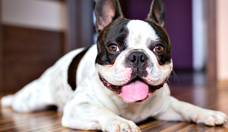 Renting In SF: How Much More Do You Have To Pay For A Dog-Friendly Apartment In Pac Heights?
