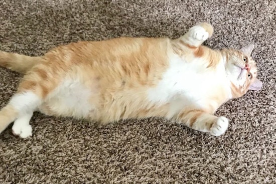 Cats in Fort Worth looking for their furr-ever homes