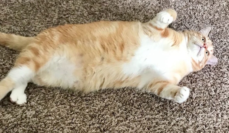 Cats in Fort Worth looking for their furr-ever homes
