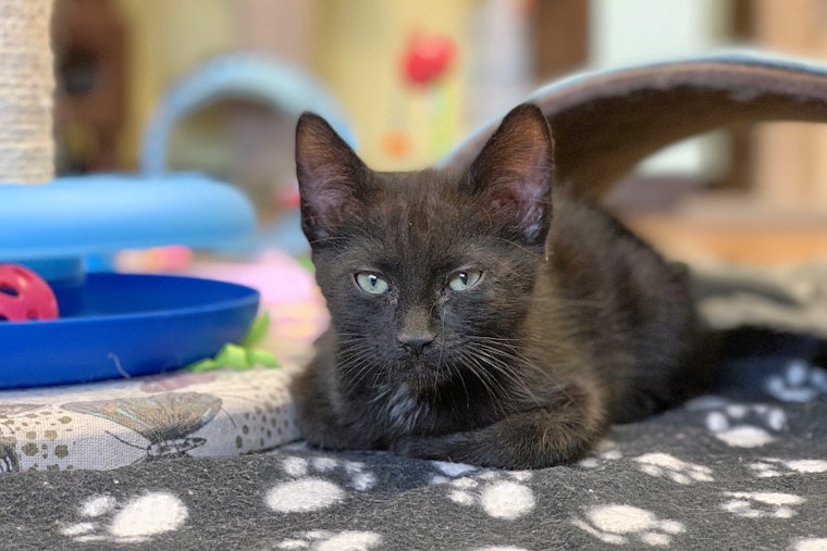 Kittens in Las Vegas looking for their furr-ever homes
