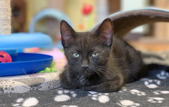 Kittens in Las Vegas looking for their furr-ever homes