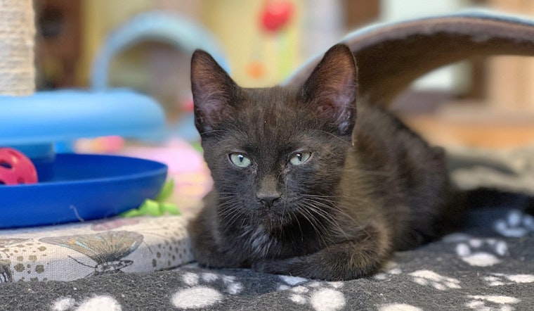 Kittens in Las Vegas looking for their furr-ever homes