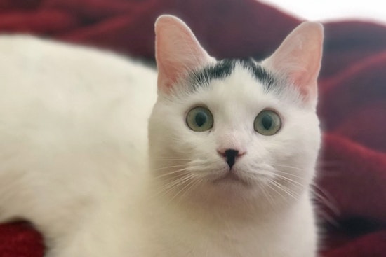 Kittens in Tampa looking for their furr-ever homes