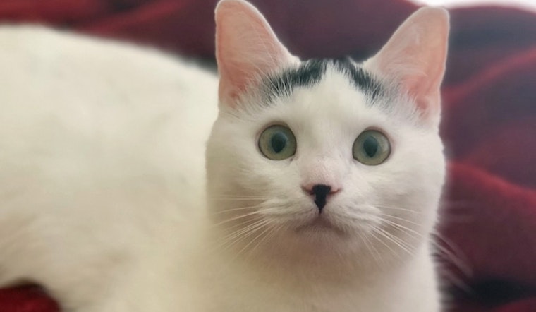 Kittens in Tampa looking for their furr-ever homes