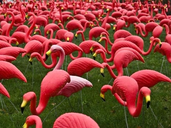 Dress Like A Flamingo, Plus 10 More Things To Do In The Mission This Weekend