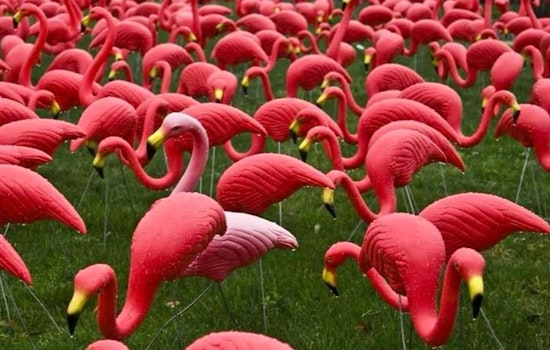 Dress Like A Flamingo, Plus 10 More Things To Do In The Mission This Weekend