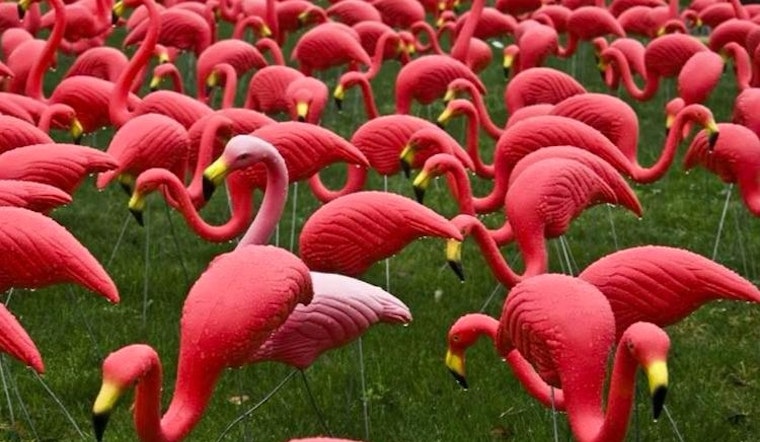 Dress Like A Flamingo, Plus 10 More Things To Do In The Mission This Weekend