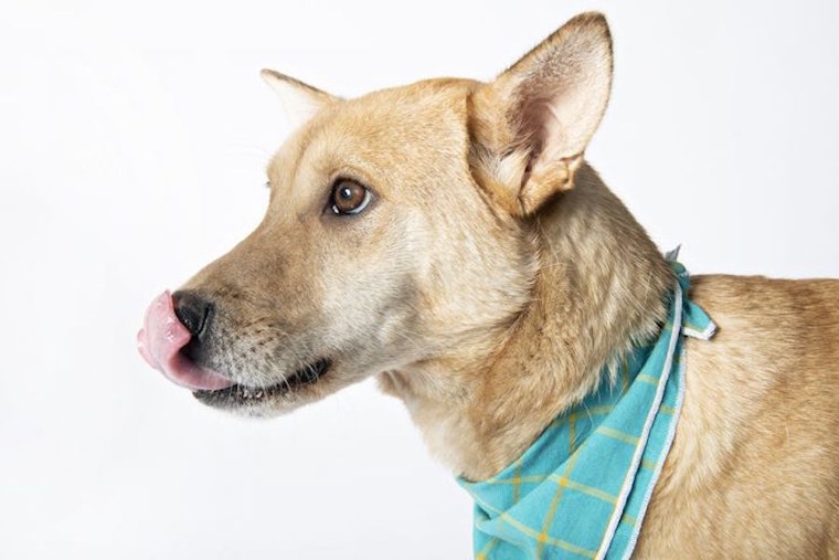 Dogs in Minneapolis looking for their furr-ever homes