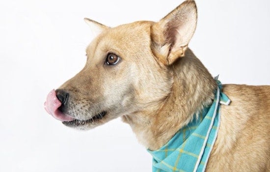 Dogs in Minneapolis looking for their furr-ever homes