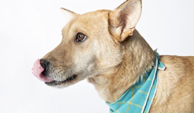 Dogs in Minneapolis looking for their furr-ever homes