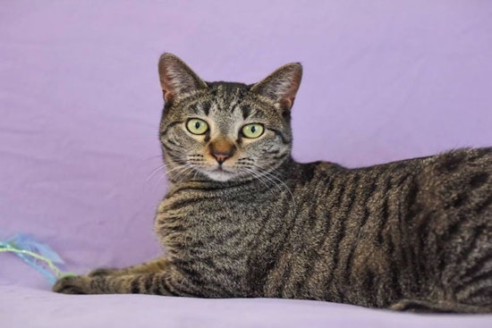 Cats in Saint Paul looking for their furr-ever homes
