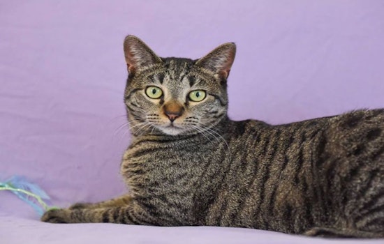 Cats in Saint Paul looking for their furr-ever homes