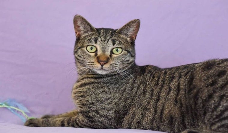 Cats in Saint Paul looking for their furr-ever homes