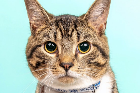 Cats in Cincinnati looking for their furr-ever homes