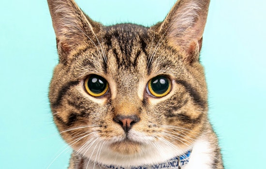 Cats in Cincinnati looking for their furr-ever homes