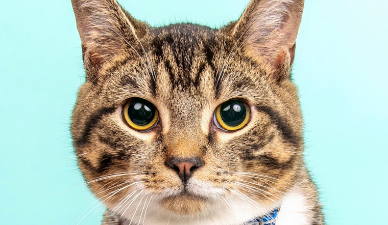 Cats in Cincinnati looking for their furr-ever homes