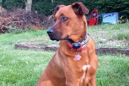 Dogs in Louisville looking for their furr-ever homes