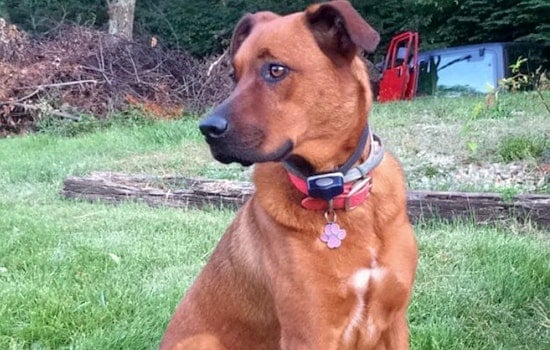 Dogs in Louisville looking for their furr-ever homes