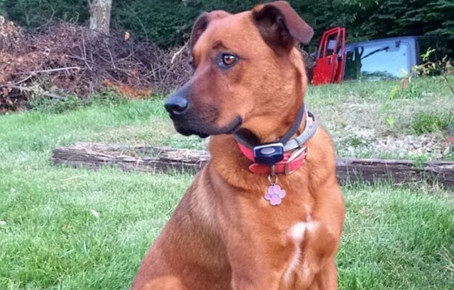 Dogs in Louisville looking for their furr-ever homes