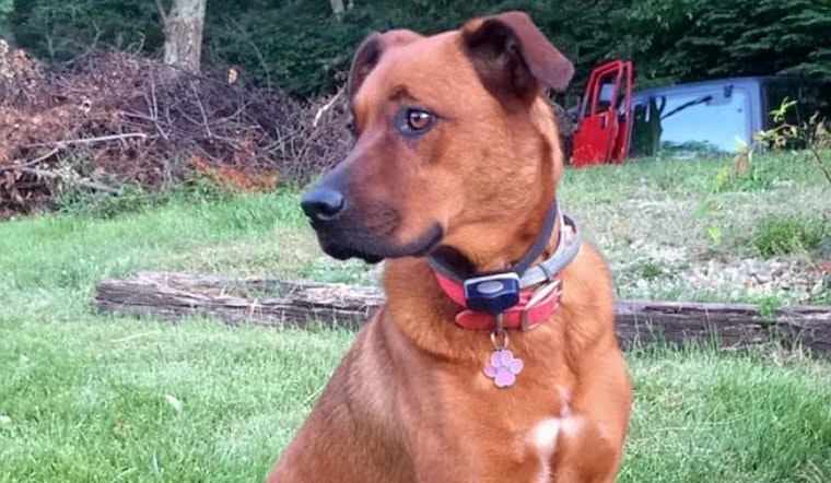 Dogs in Louisville looking for their furr-ever homes