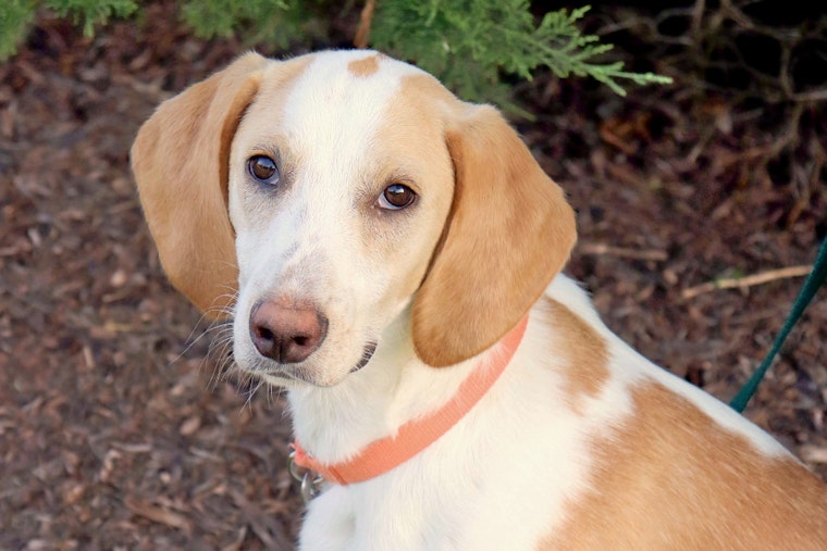 Dogs in Raleigh looking for their furr-ever homes
