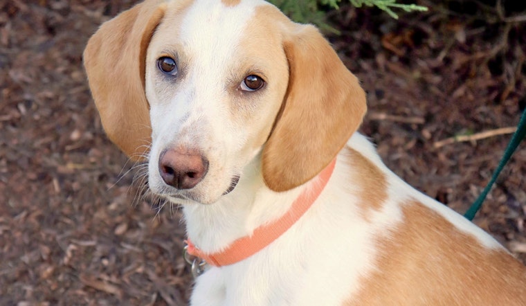 Dogs in Raleigh looking for their furr-ever homes