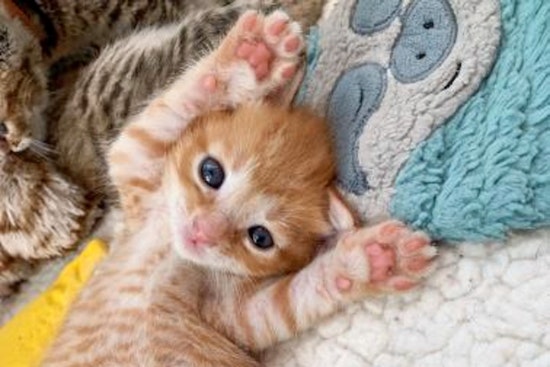 Kittens in Orlando looking for their furr-ever homes