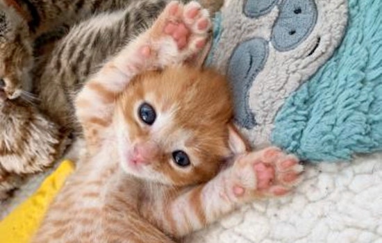 Kittens in Orlando looking for their furr-ever homes