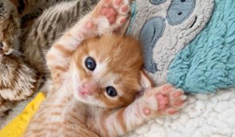 Kittens in Orlando looking for their furr-ever homes