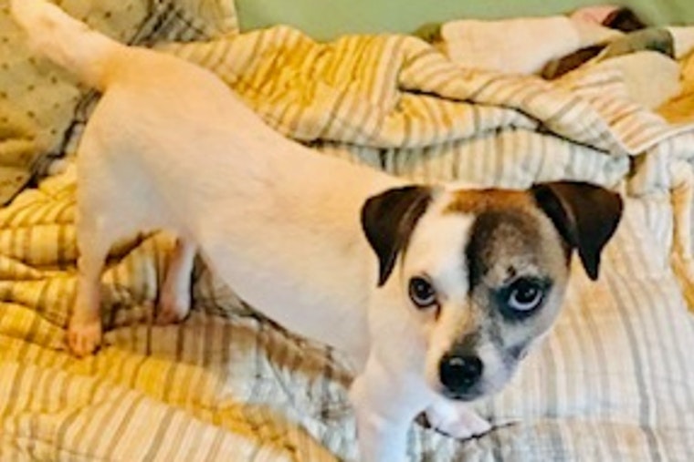 Dogs in Tampa looking for their furr-ever homes