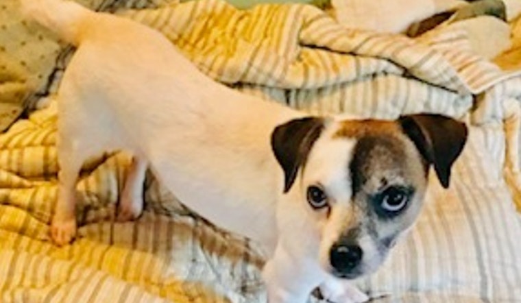Dogs in Tampa looking for their furr-ever homes
