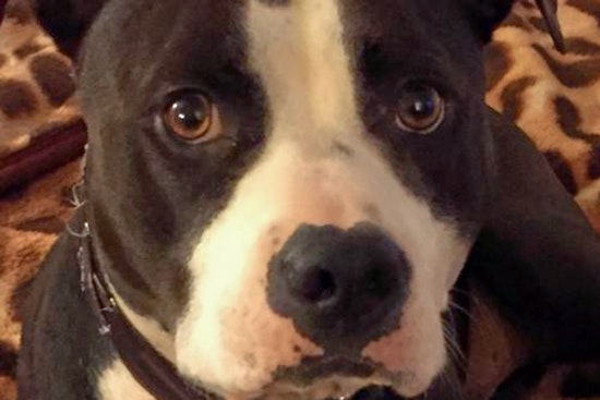 Dogs in Indianapolis looking for their furr-ever homes