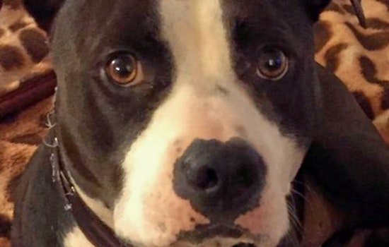 Dogs in Indianapolis looking for their furr-ever homes