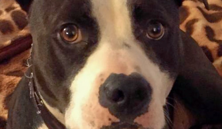Dogs in Indianapolis looking for their furr-ever homes