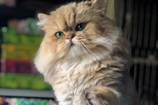 Cats in Nashville looking for their furr-ever homes