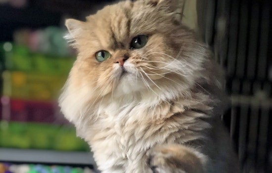 Cats in Nashville looking for their furr-ever homes
