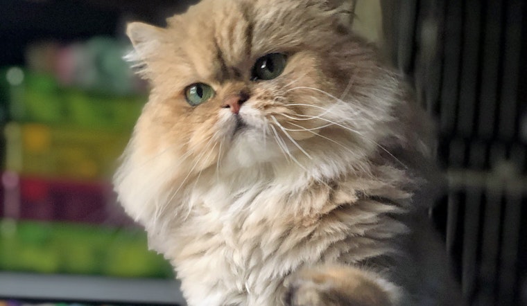 Cats in Nashville looking for their furr-ever homes