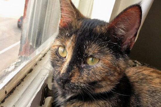 Kittens in Minneapolis looking for their furr-ever homes