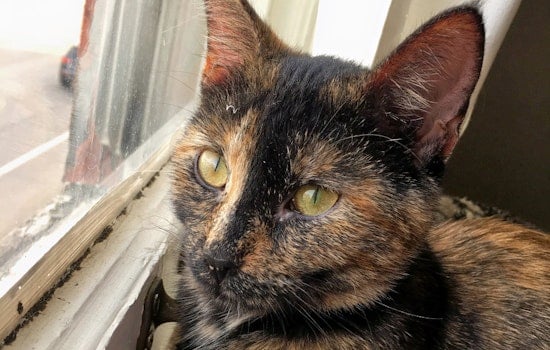 Kittens in Minneapolis looking for their furr-ever homes