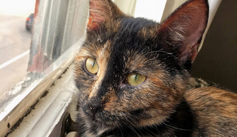 Kittens in Minneapolis looking for their furr-ever homes
