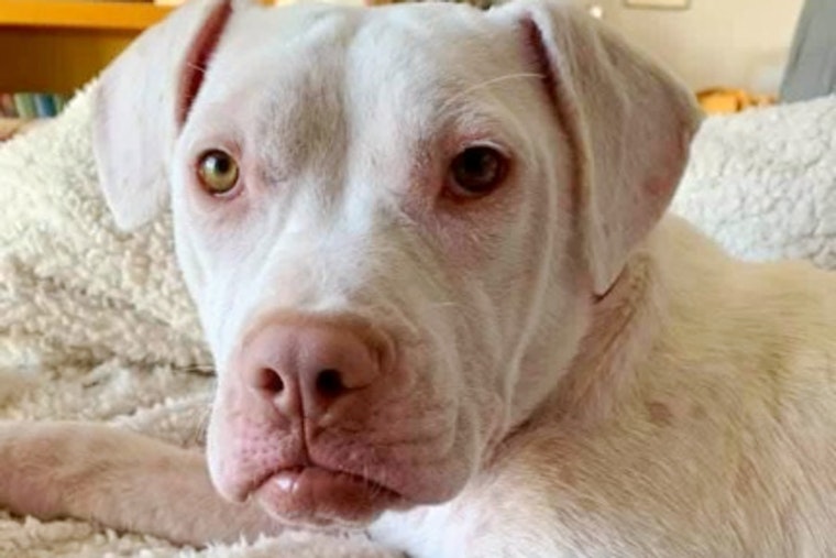 Puppies in Saint Paul looking for their furr-ever homes