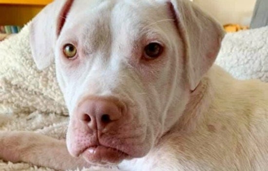 Puppies in Saint Paul looking for their furr-ever homes