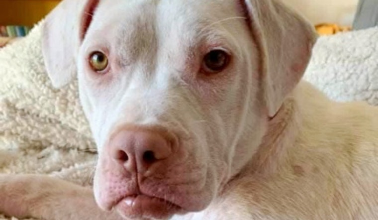 Puppies in Saint Paul looking for their furr-ever homes