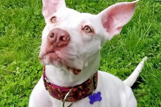 Dogs in St. Louis looking for their furr-ever homes