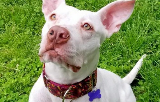 Dogs in St. Louis looking for their furr-ever homes