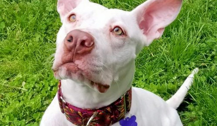 Dogs in St. Louis looking for their furr-ever homes