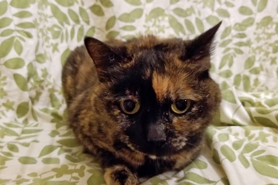 Cats in Kansas City looking for their furr-ever homes