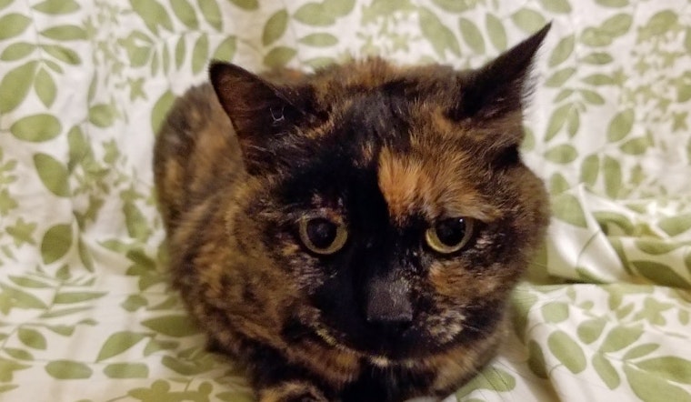 Cats in Kansas City looking for their furr-ever homes
